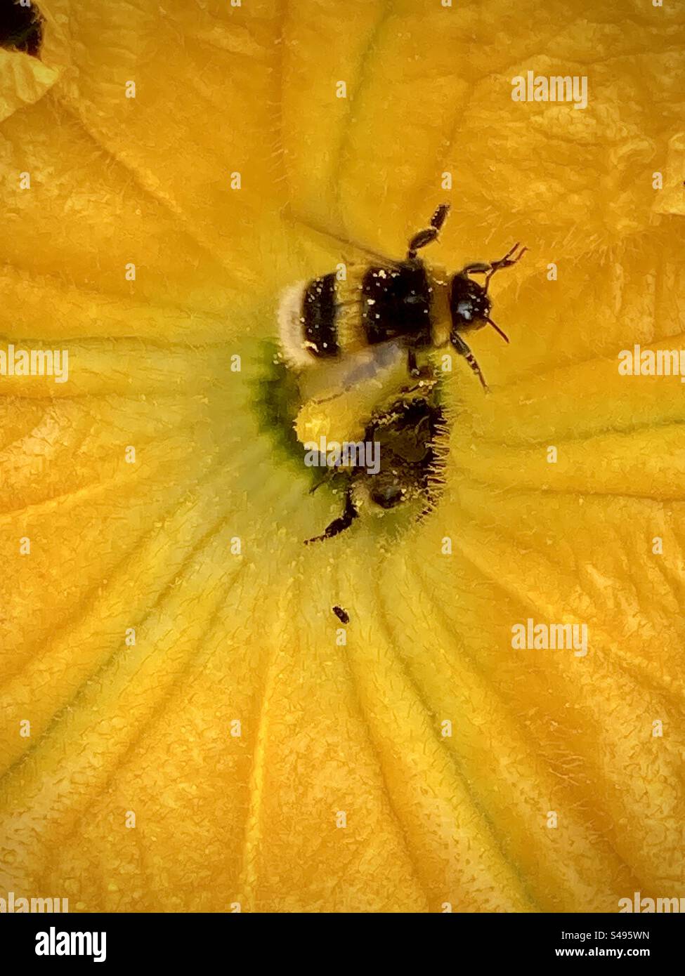 2 bombi ricoperti di polline in un fiore di zucchina Foto Stock