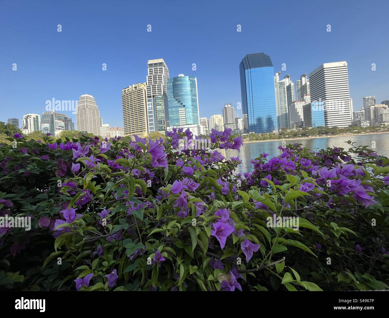 Fioriture della città: Fiori viola in primo piano il vivace skyline di Bangkok dal tranquillo Parco Benchakitti. Foto Stock