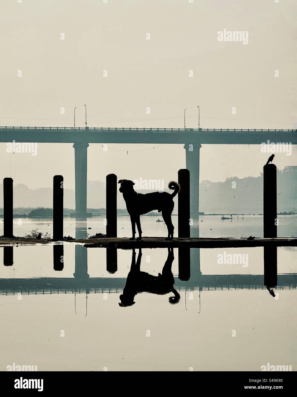 Riflessi della silhouette di un cane nel fiume Godavari Foto Stock