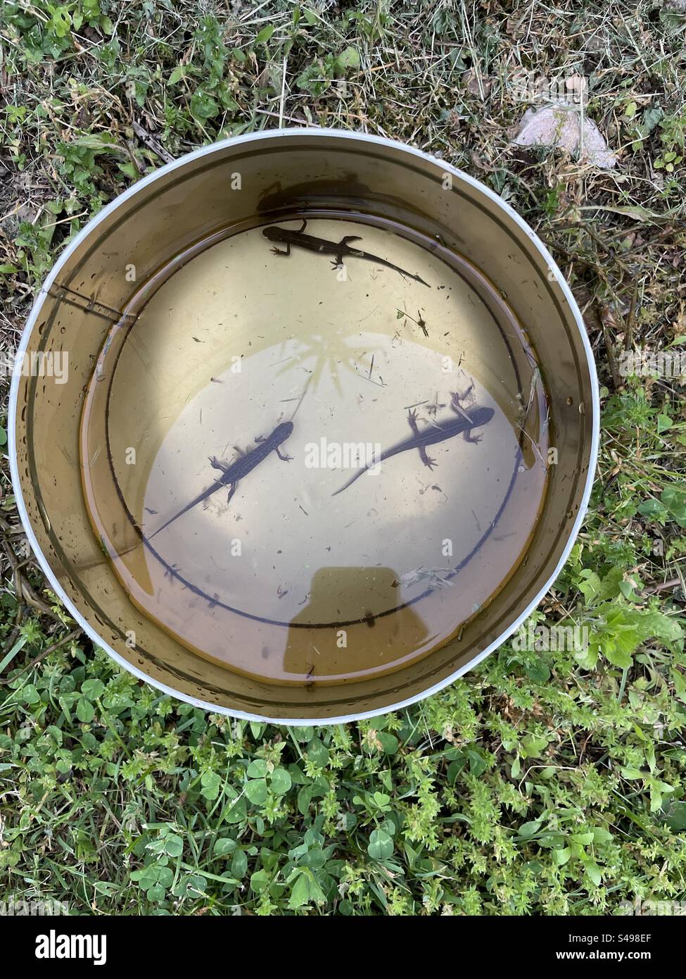 newts che nuotano in stagno Foto Stock