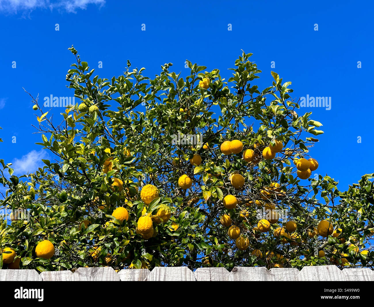 Limoni di Ponderosa contro un cielo blu, Jacksonville Beach, Florida, Stati Uniti. Il limone Ponderosa è un ibrido, il risultato di un incrocio tra un pomelo e un citrone. - Immagine stock catturata con smartphone
