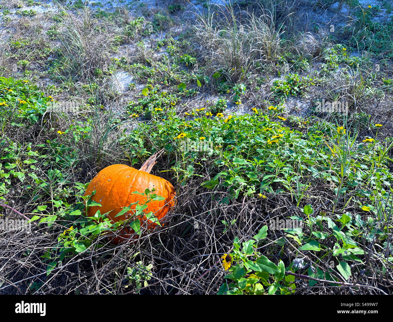 Una zucca scartata in una zona di girasoli sulla spiaggia a Jacksonville Beach, Florida, USA. - Immagine stock catturata con smartphone