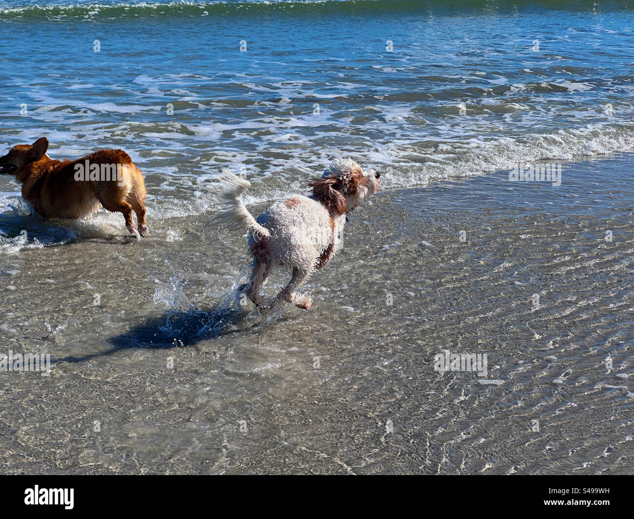 Due cani che giocano in acqua a Jacksonville Beach, Florida, USA. - Immagine stock catturata con smartphone