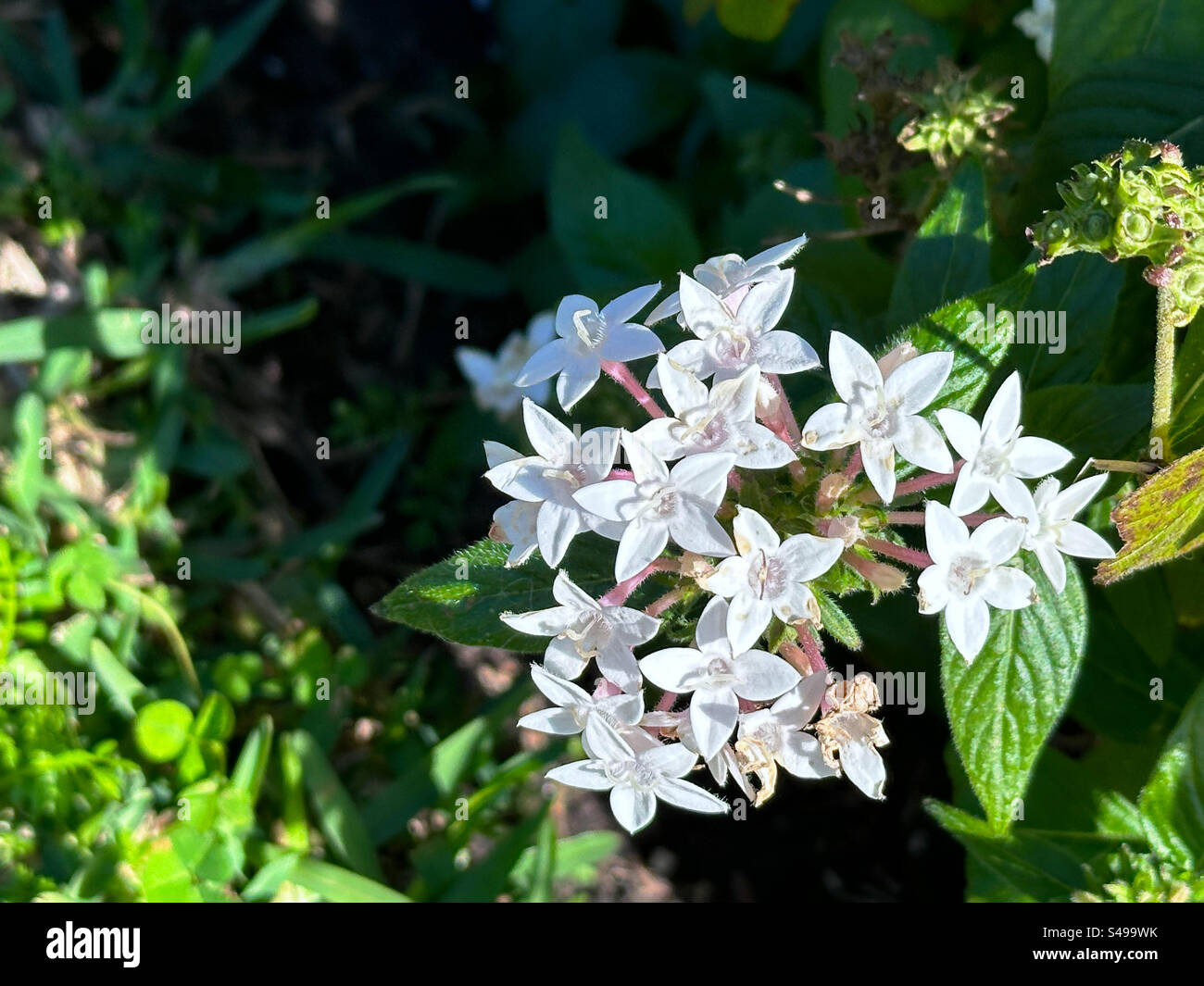 Fiori di penta bianchi a Jacksonville Beach, Florida, USA. - Immagine stock catturata con smartphone