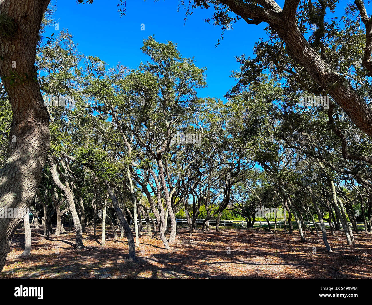Querce vive, Jacksonville Beach, Florida, USA. - Immagine stock catturata con smartphone