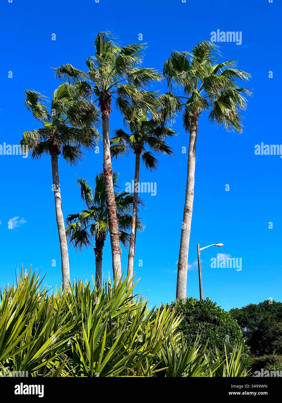 Palme da cavolo e palme da vista contro un cielo blu a Jacksonville Beach, Florida, USA. - Immagine stock catturata con smartphone