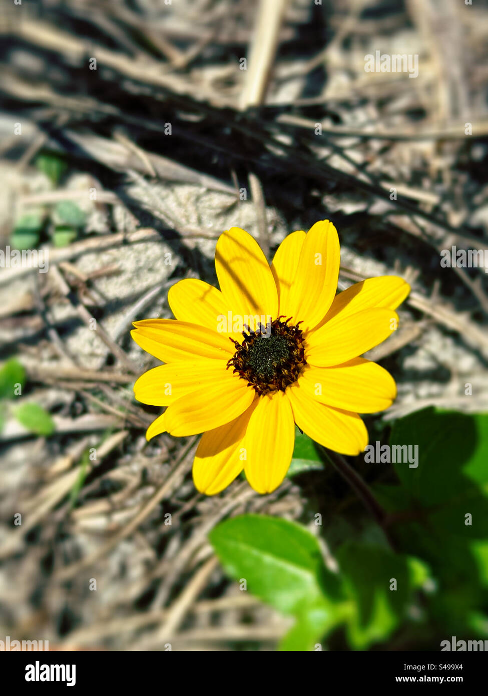 Un girasole sulla spiaggia (Helianthus debilis) a Jacksonville Beach, Florida, USA. - Immagine stock catturata con smartphone