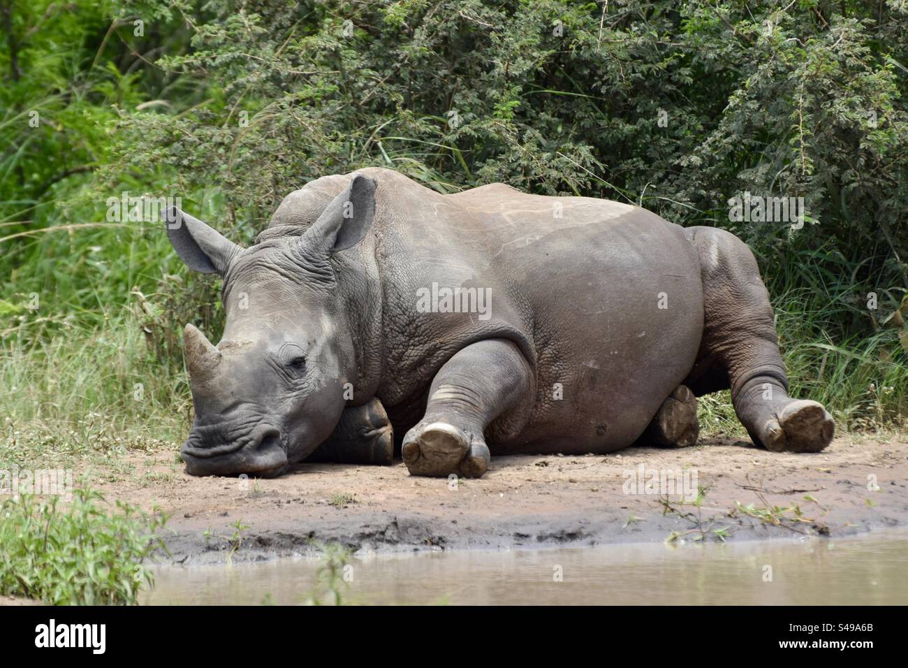 Rinoceronte bianco situato nel Parco Nazionale della riserva di caccia di Hluhluwe, Sud Africa Foto Stock