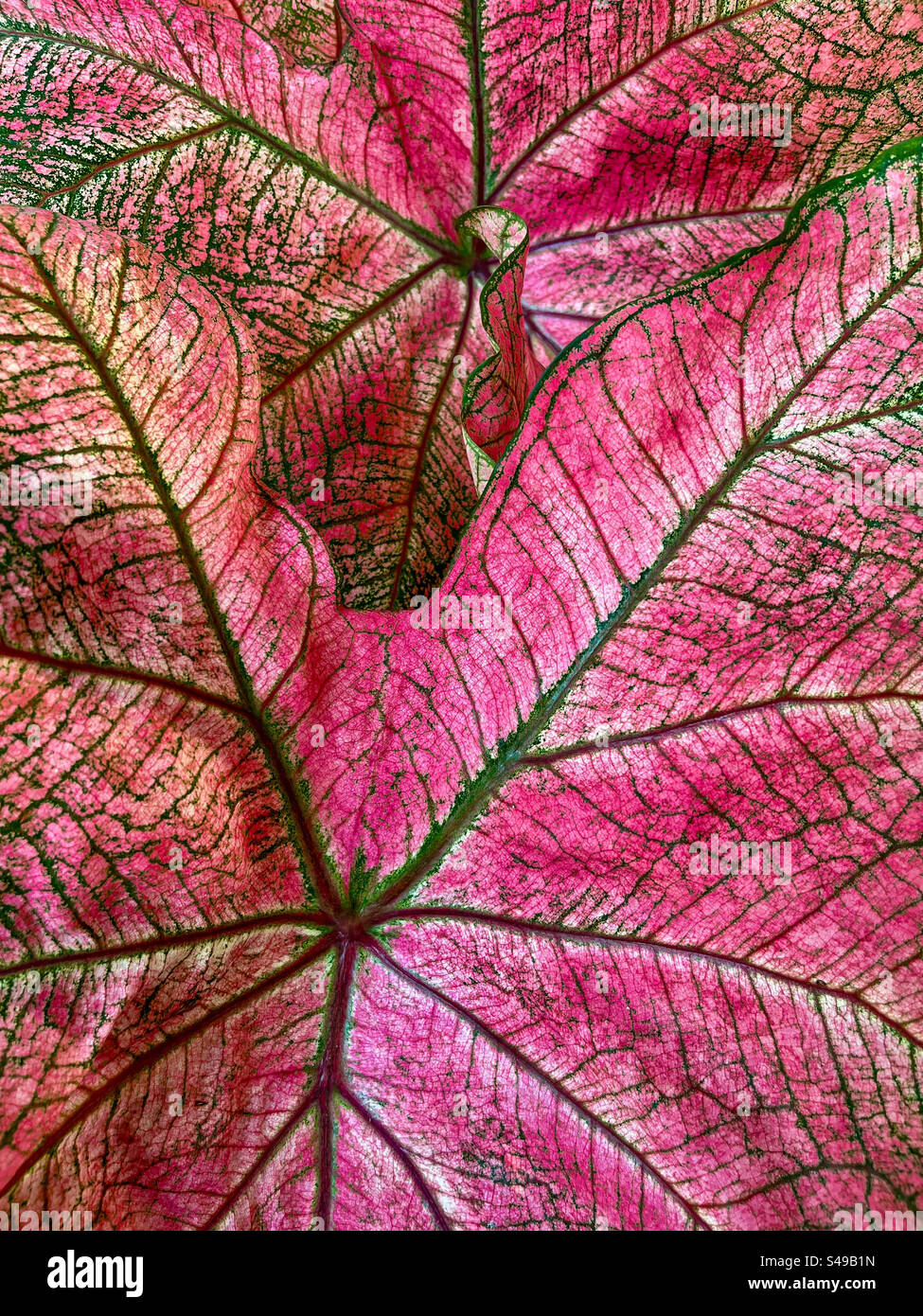 Caladium bicolor spesso chiamato cuore di Gesù Foto Stock