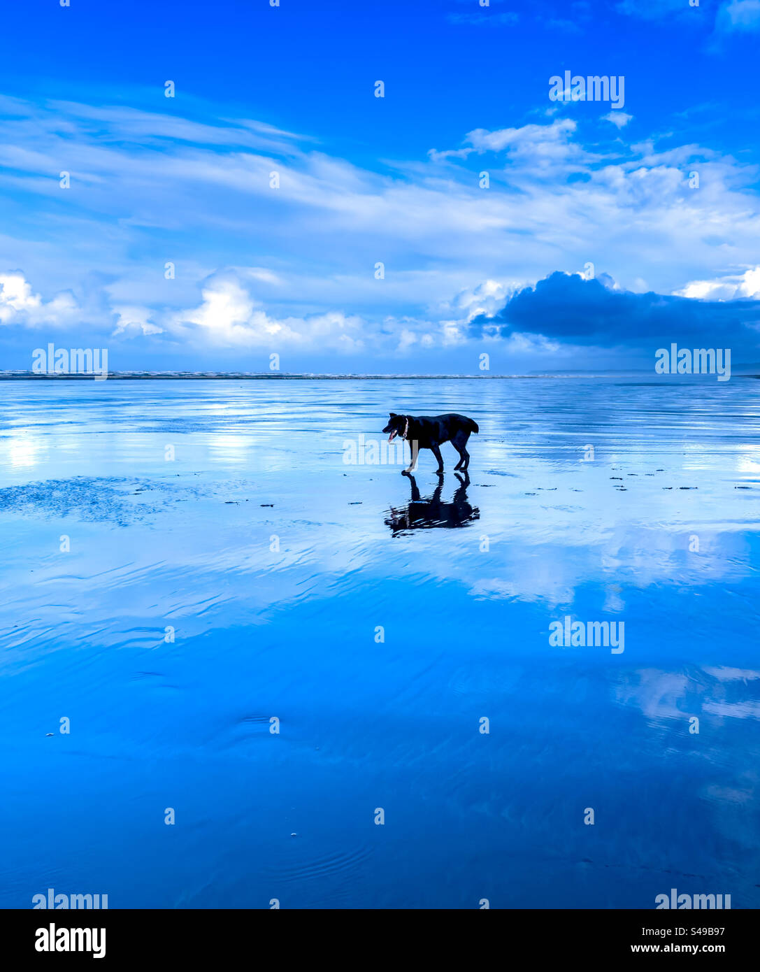 Giornata in spiaggia con i cani Foto Stock