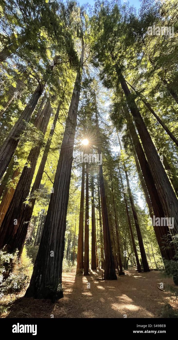 Sunshines attraverso la foresta di sequoie Foto Stock