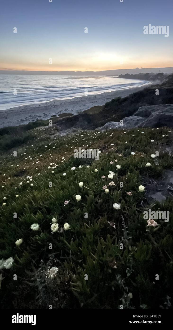 I fiori di piante ghiacciate sembrano brillare alla luce del tramonto sulla spiaggia di Santa Barbara, California - Immagine stock catturata con smartphone