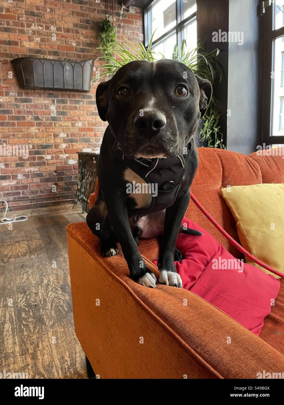 Il cane sedeva sul divano Foto Stock