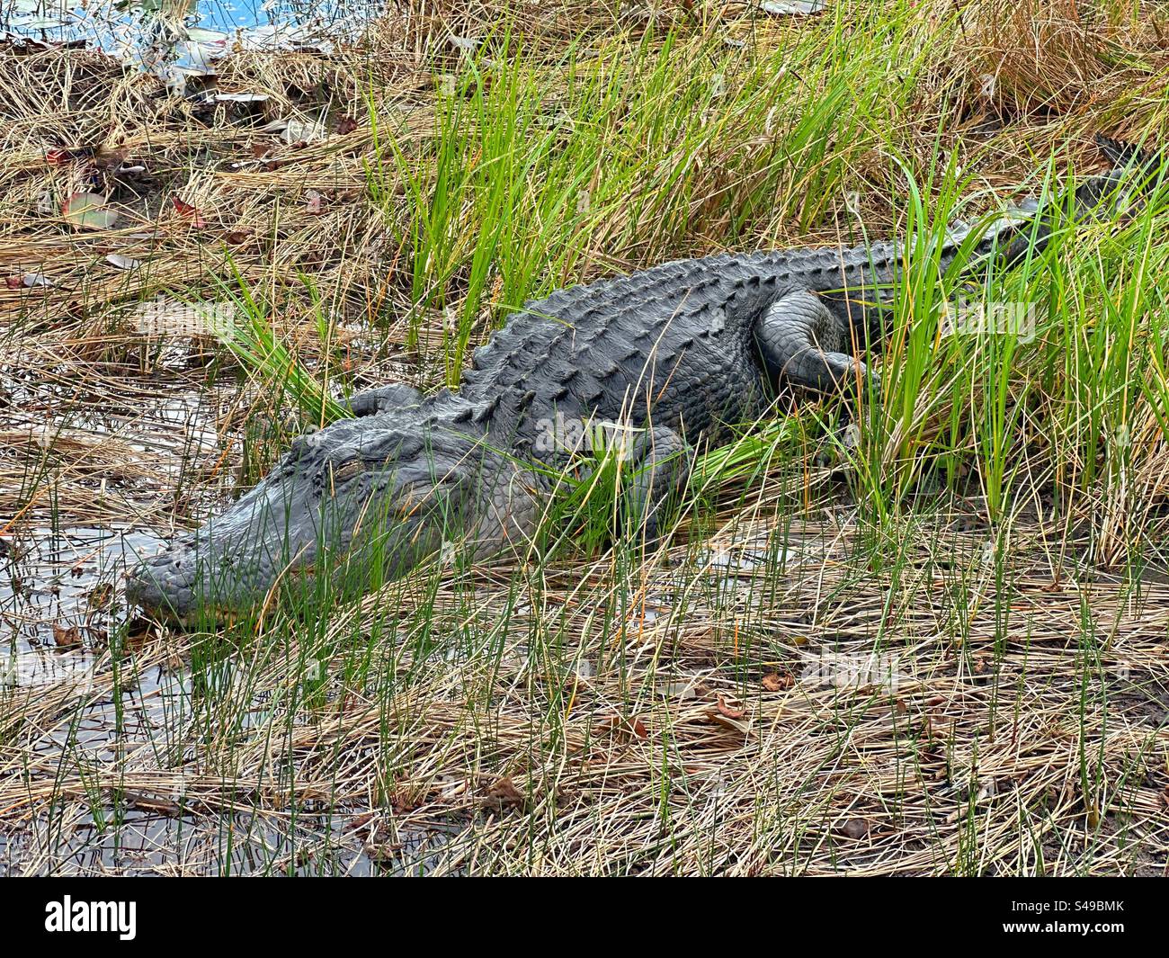Grande alligatore nelle Everglades - Immagine stock catturata con smartphone