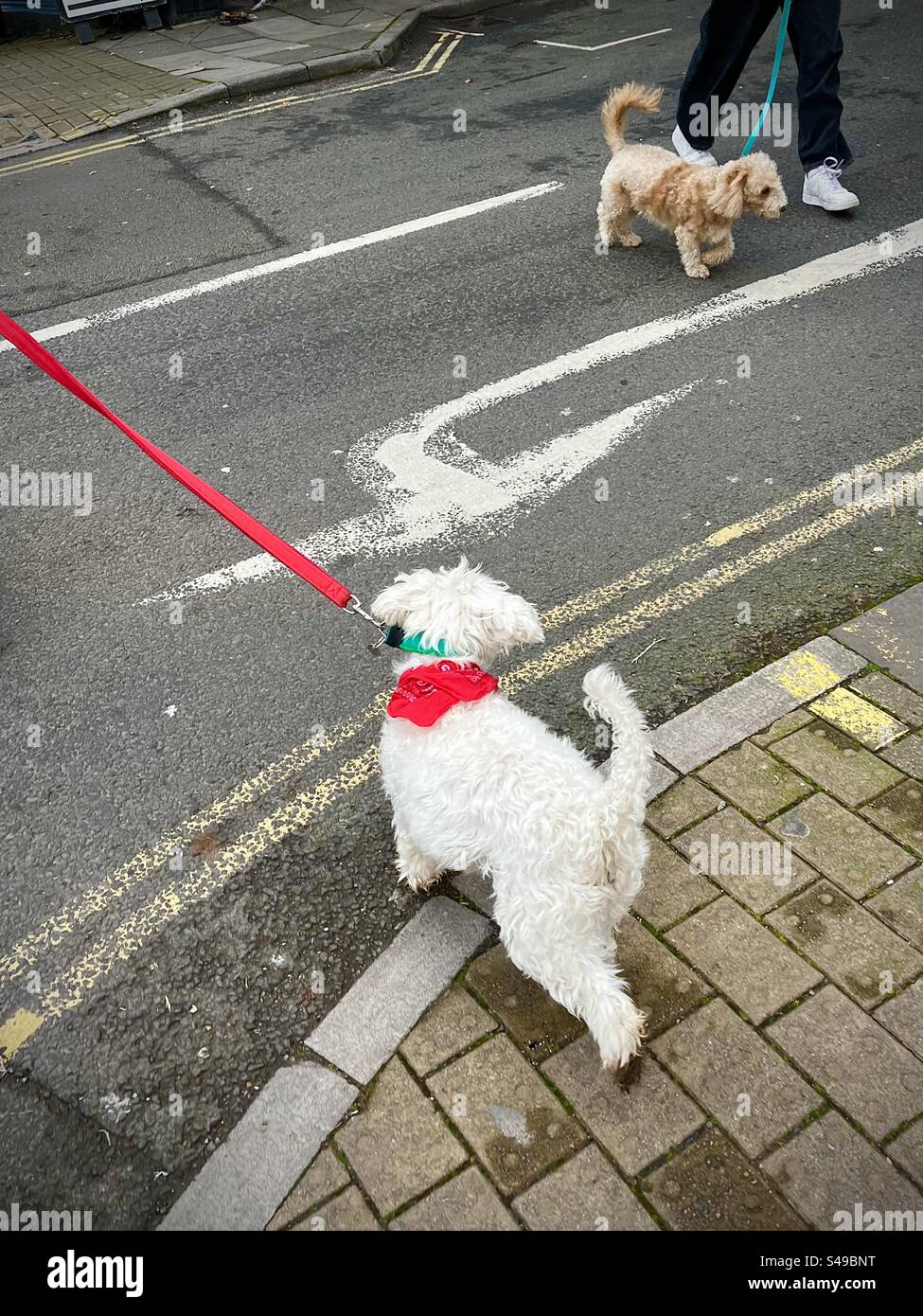 Camminata del cane Foto Stock