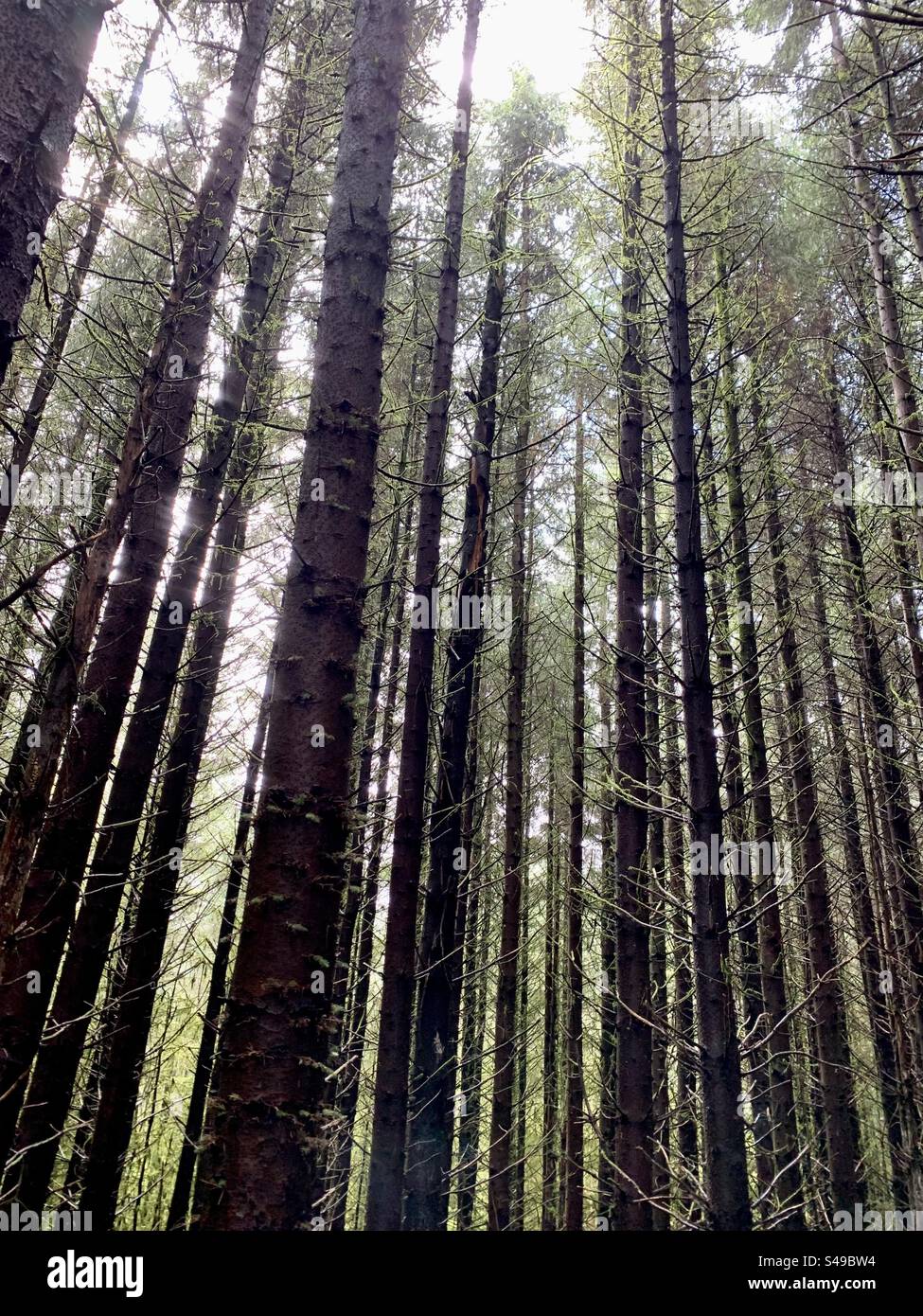 Pini alti nella pineta - Immagine stock catturata con smartphone