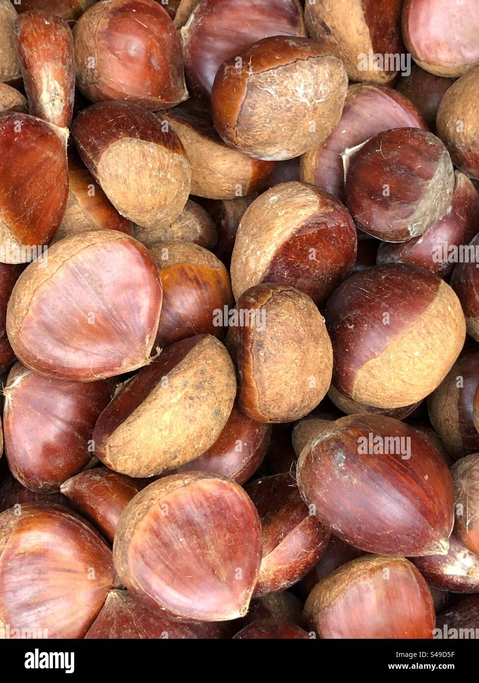Le castagne Castanea sativa Foto Stock