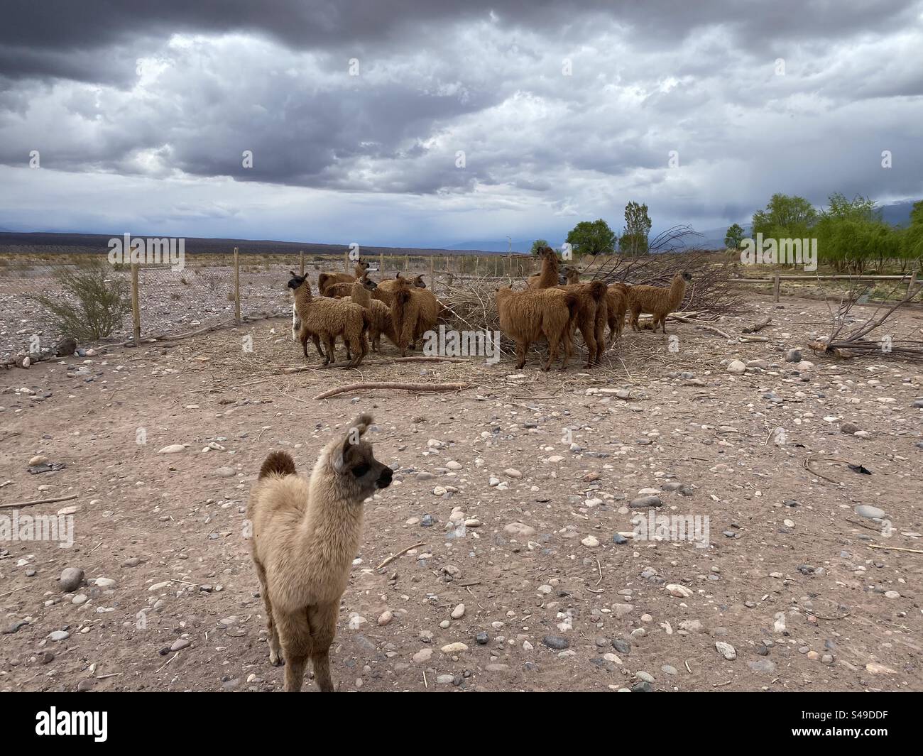 Lama nella provincia di San Juan, Argentina Foto Stock