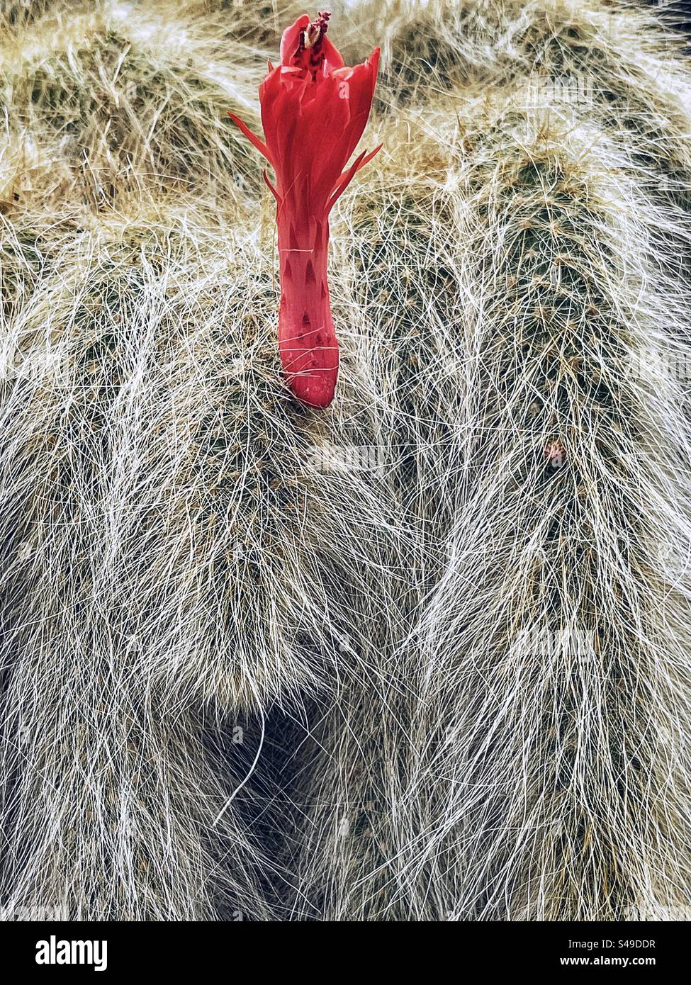 Primo piano, immagine a tutto campo del fiore rosso di Cactus/Cleistocactus winteri, che scendono a cascata verso il basso. Sfondi. Botanica. Foto Stock
