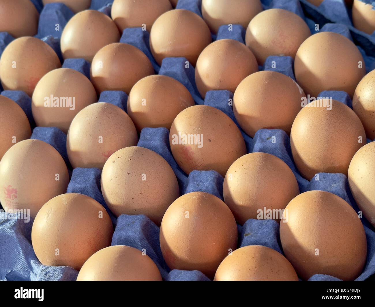 Uova di galline in vendita in un negozio agricolo del Worcestershire, riposate in un vassoio di cartapesta blu Foto Stock