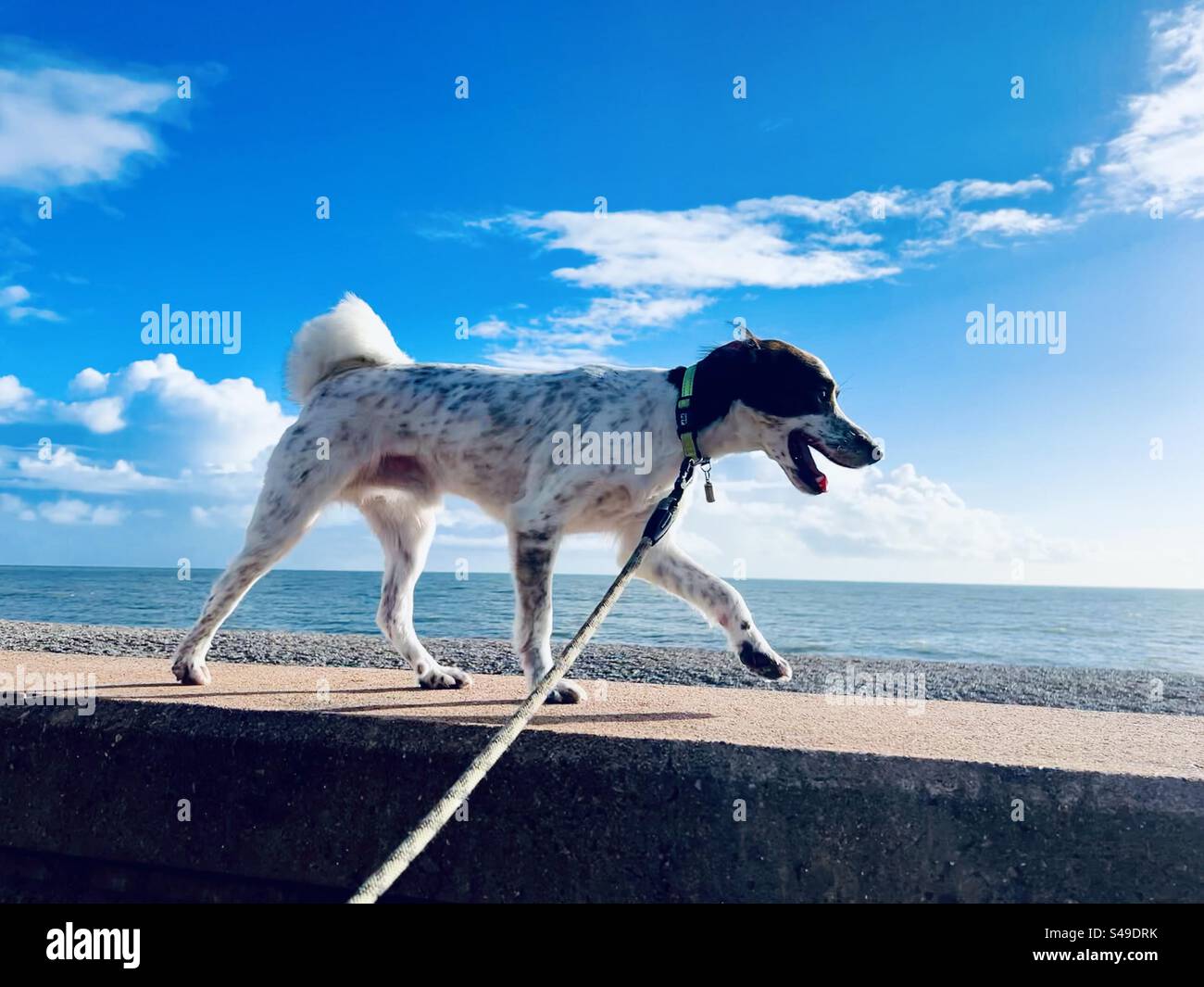 Cane sul muro dal cielo blu marino Foto Stock