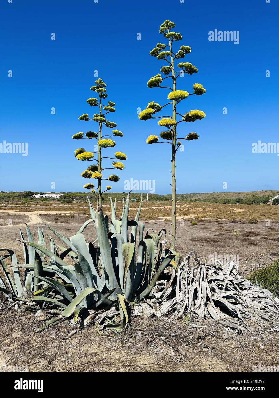 L'agave americana è conosciuta anche come la pianta del secolo - Immagine stock catturata con smartphone
