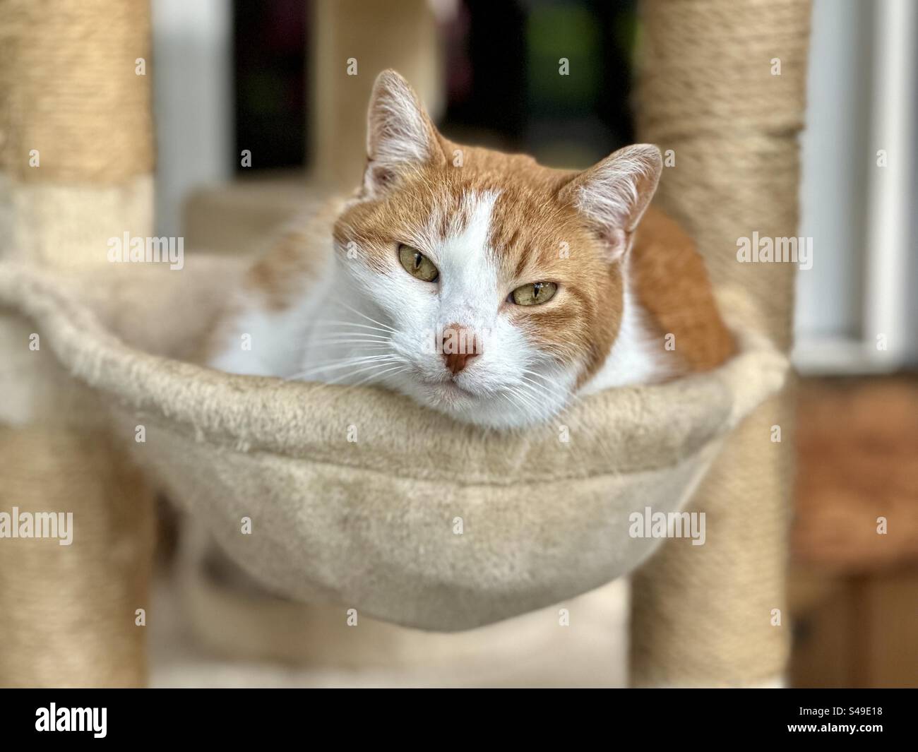 Un piccolo gatto maschio con pelliccia arancione e bianca è sdraiato in un'amaca su un palo di gatto. Foto Stock