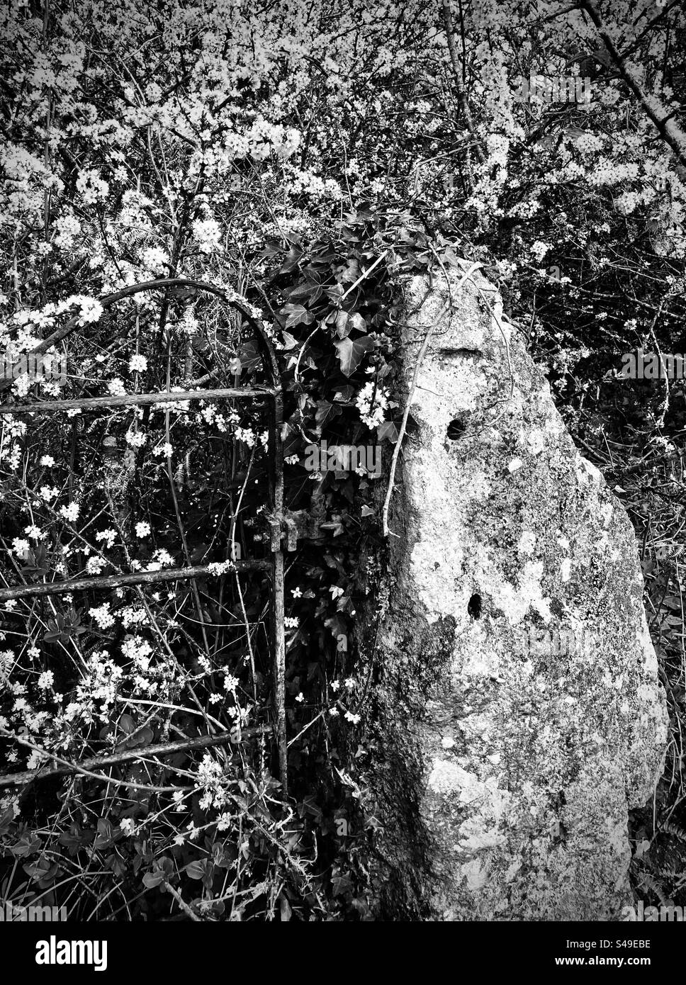 Vecchio cancello di granito con biancospino che fiorisce in siepe Foto Stock