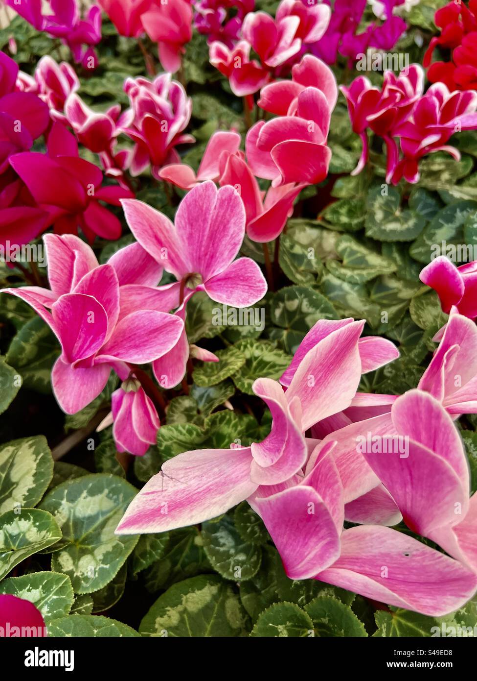 Ciclamino rosa in fiore Foto Stock