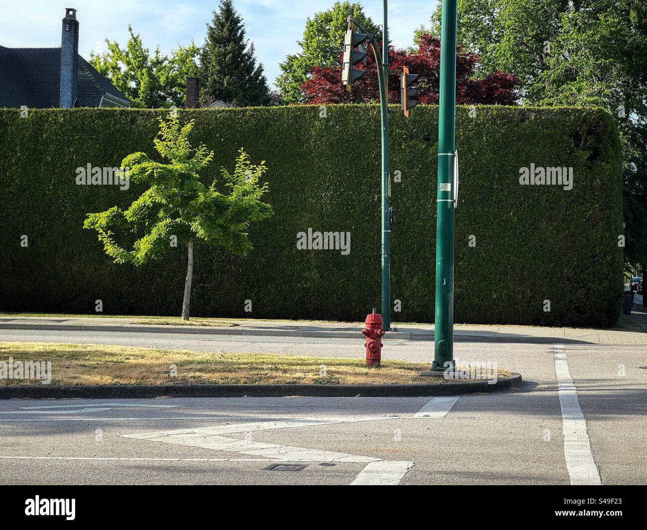 Un albero si distingue contro una siepe alta ad un incrocio a Vancouver, Canada. - Immagine stock catturata con smartphone