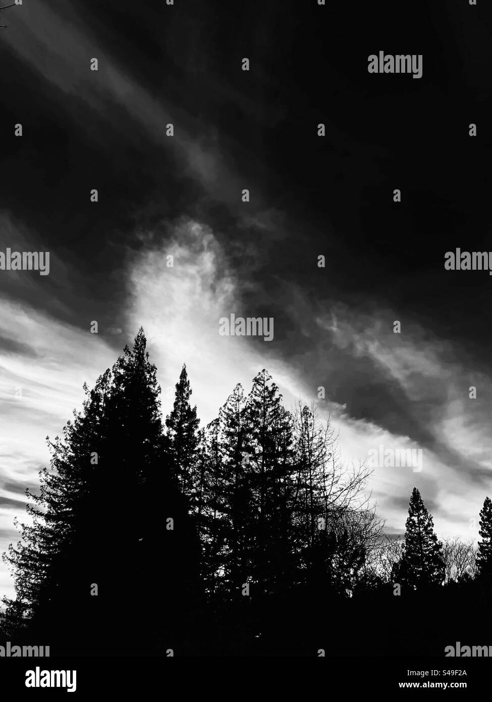 Nuvole dietro gli alberi di sequoia, in bianco e nero Foto Stock