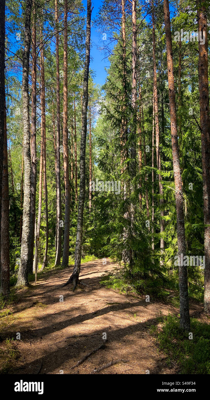 Vista del percorso escursionistico in una soleggiata giornata estiva nell'Estonia settentrionale. C'è il sole e ci sono delle belle ombre nella foresta. Foto Stock