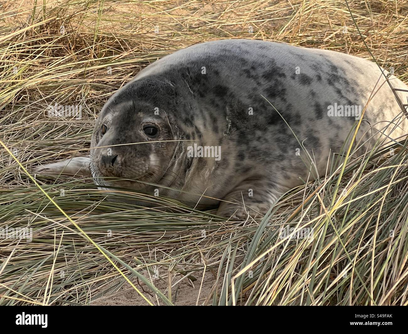 Primo piano di un giovane cucciolo di foca grigia su una duna di sabbia gassosa della spiaggia sulla costa del Norfolk settentrionale dell'Anglia orientale del regno unito, paesaggio marino primaverile - Immagine stock catturata con smartphone