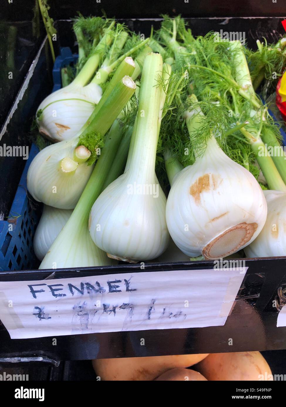 Bulbi di finocchio, Foeniculum vulgare, prezzi in vendita al negozio di alimentari - Immagine stock catturata con smartphone