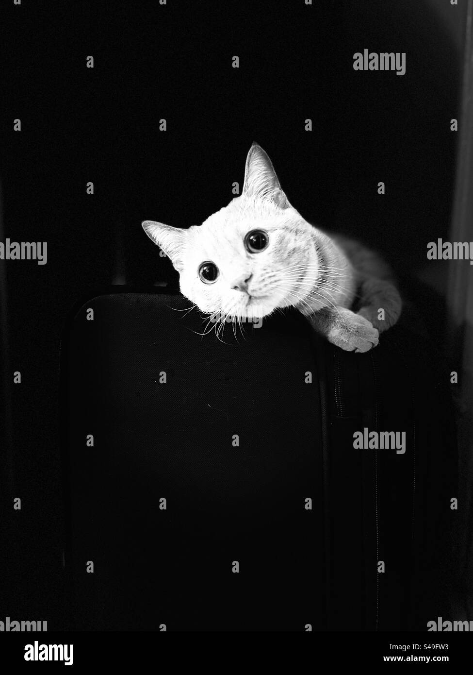 Gatto Foto Stock