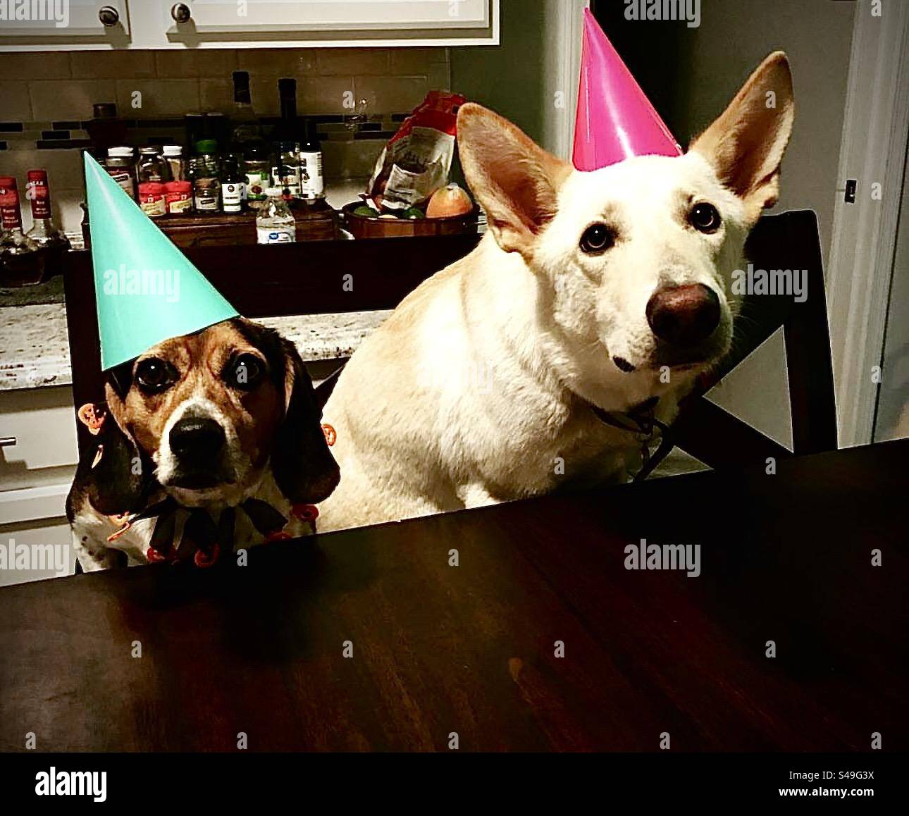 Cane festa di compleanno Foto Stock