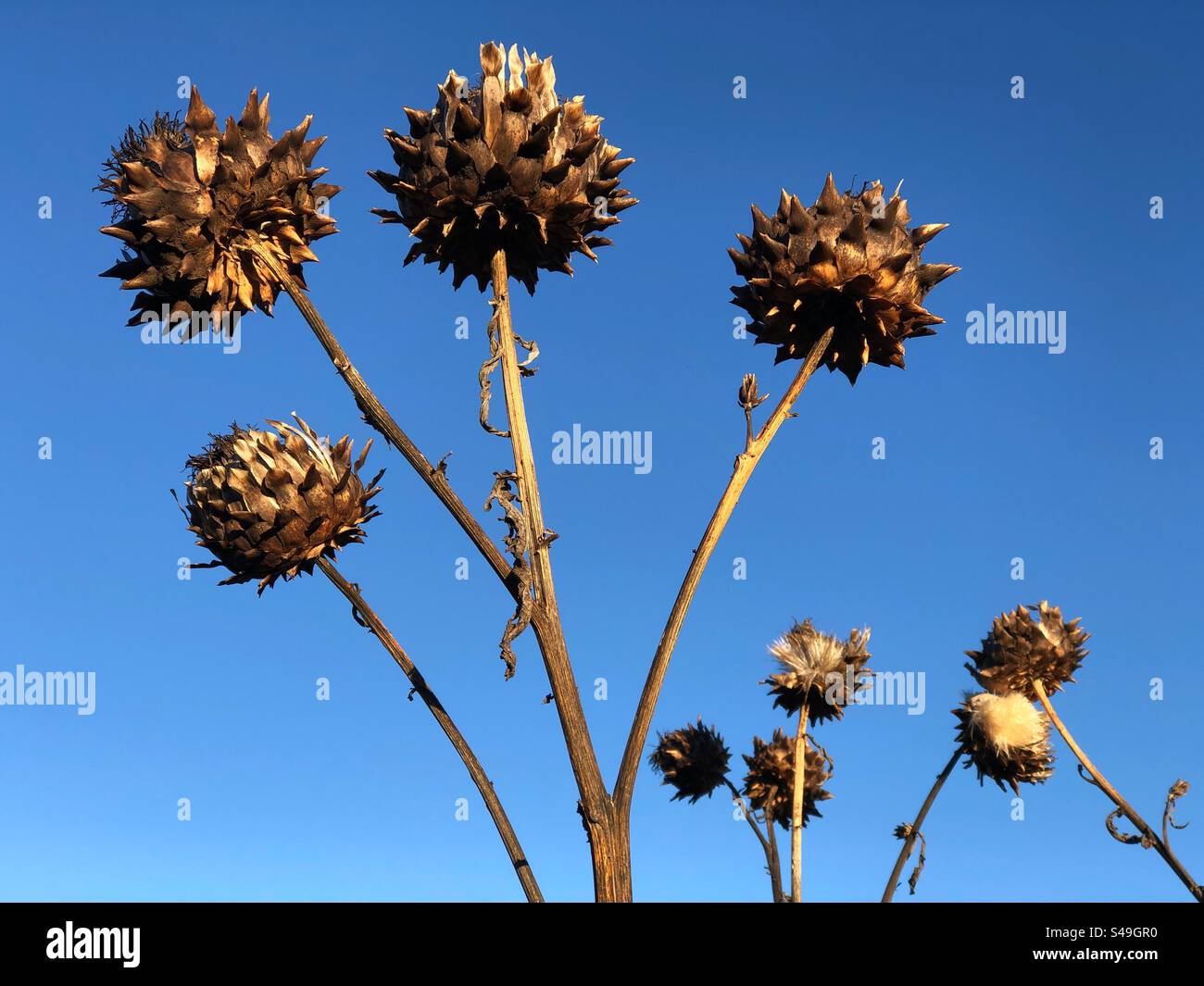 Cardoon Cynara testa di semi di cardunculus in inverno Foto Stock