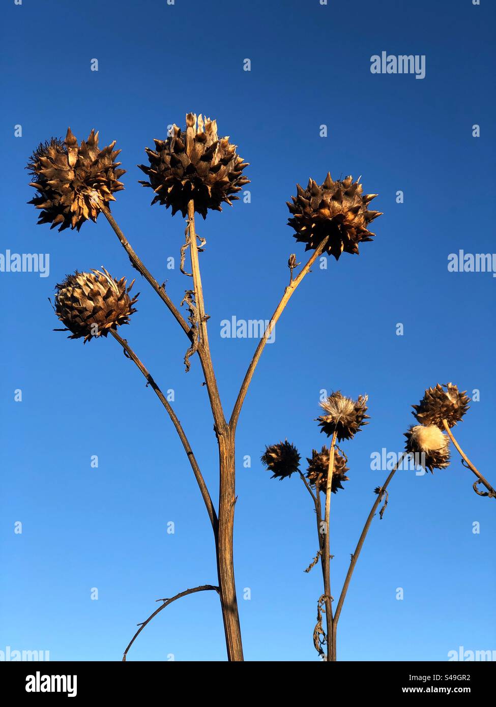 Cardoon Cynara testa di semi di cardunculus in inverno Foto Stock