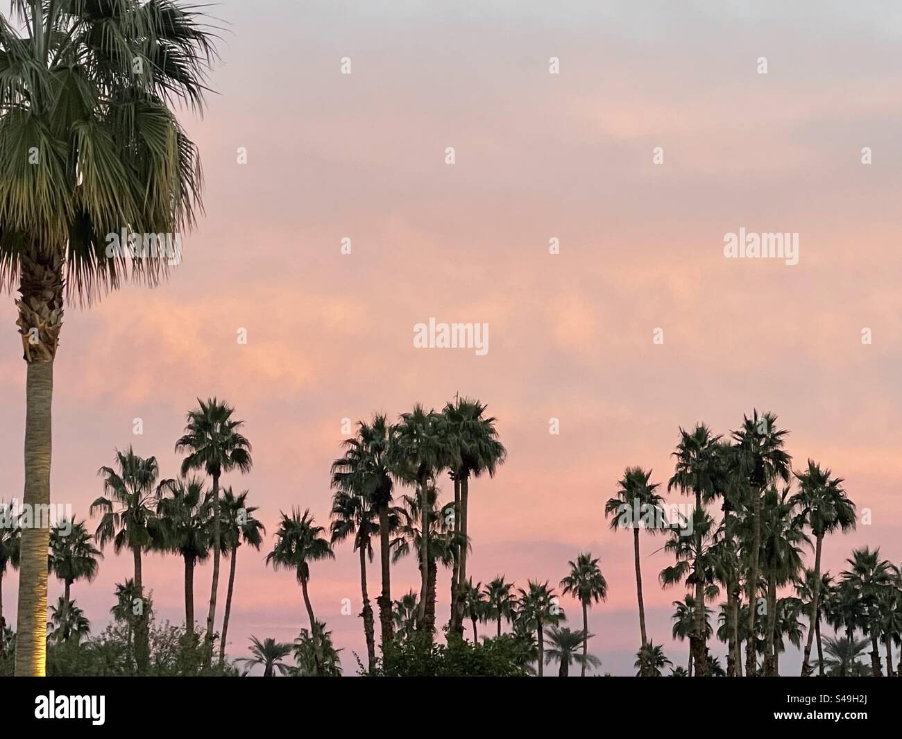 Palme al tramonto Foto Stock