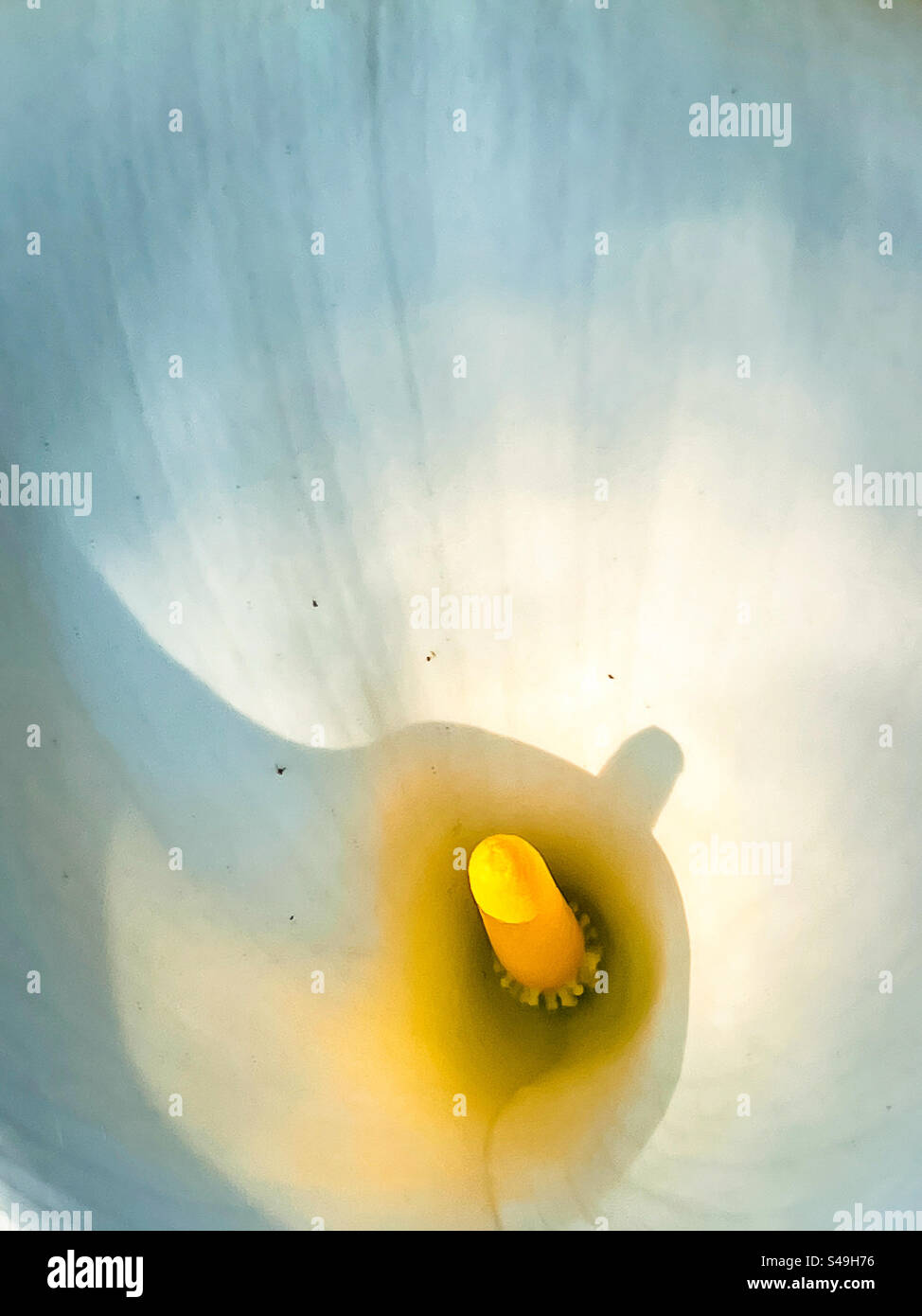 Primo piano di giglio di calla bianca/fiore di Zantedeschia alla luce del sole con ombre. Foto Stock