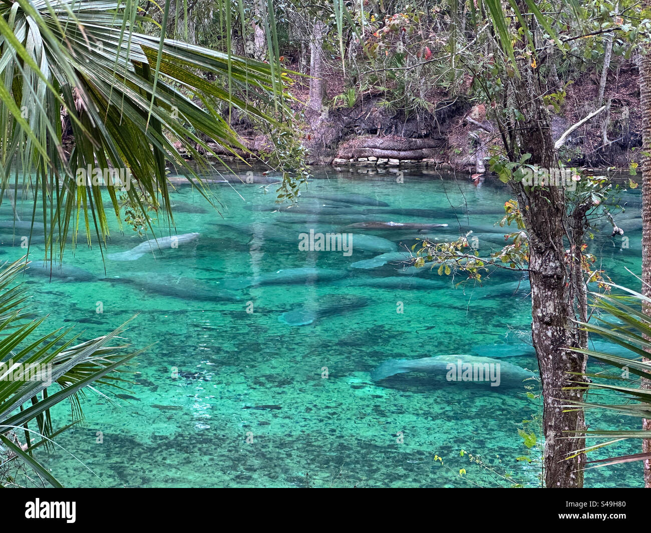 Lamantini al Blue Spring State Park, Florida. I lamantini arrivano in primavera (dove la temperatura è di 72 °F tutto l'anno) in inverno per sfuggire alle fredde acque della St Il fiume John e l’Oceano Atlantico. Foto Stock