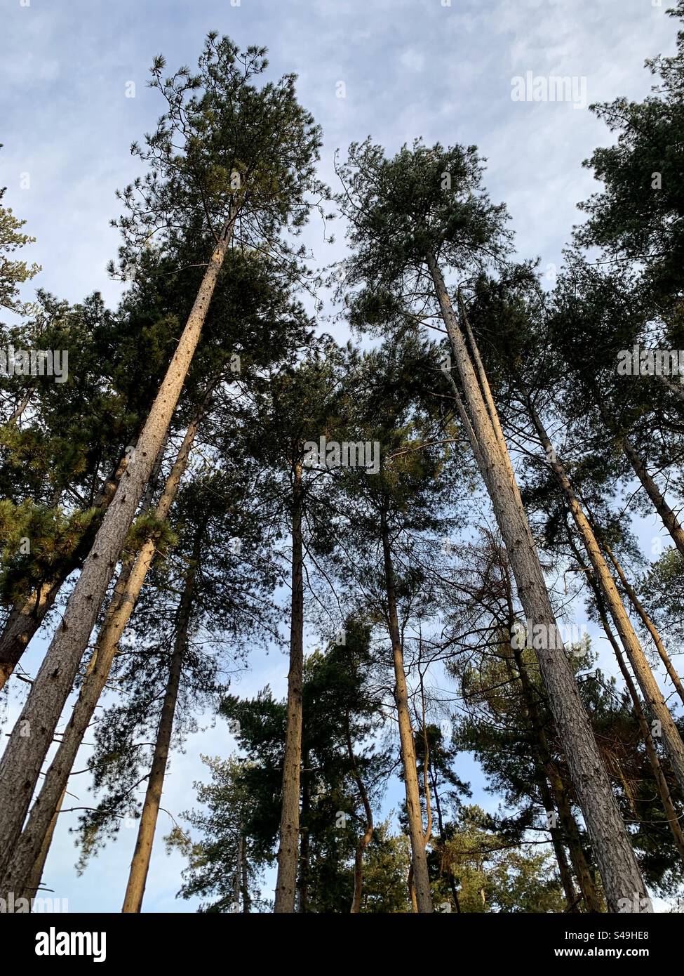 Guardando in alto dei bellissimi pini - Immagine stock catturata con smartphone