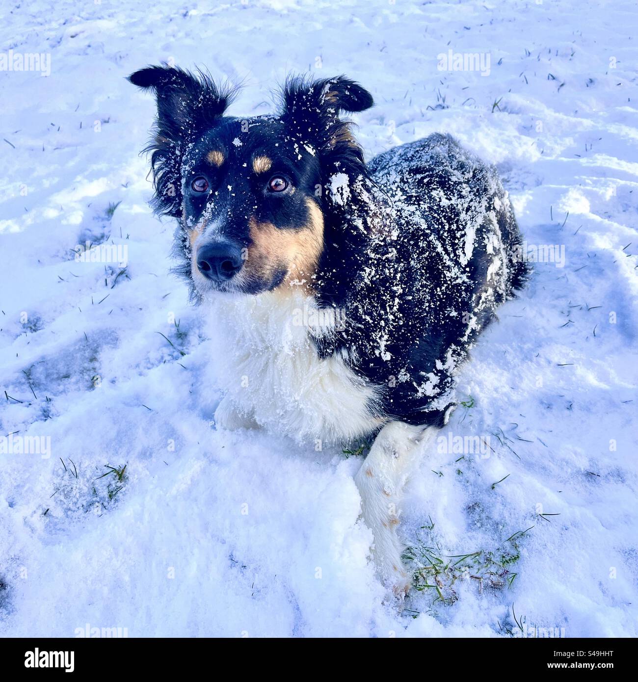 Cane amante della neve nel paesaggio invernale Foto Stock