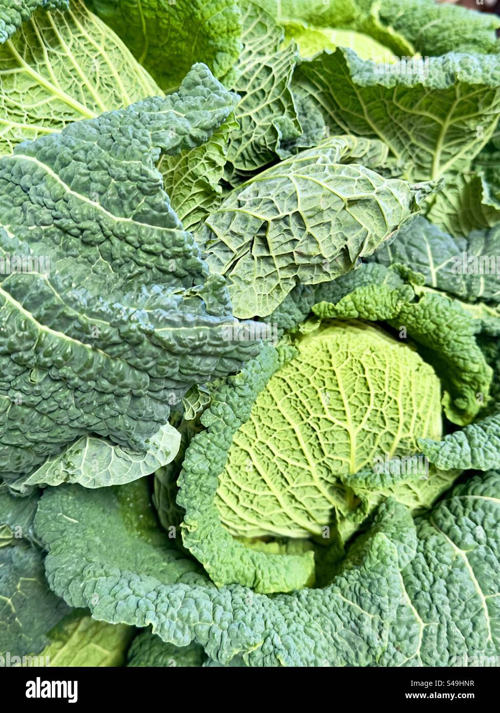 Cavolo Savoy in vendita in un negozio agricolo del Worcestershire Foto Stock