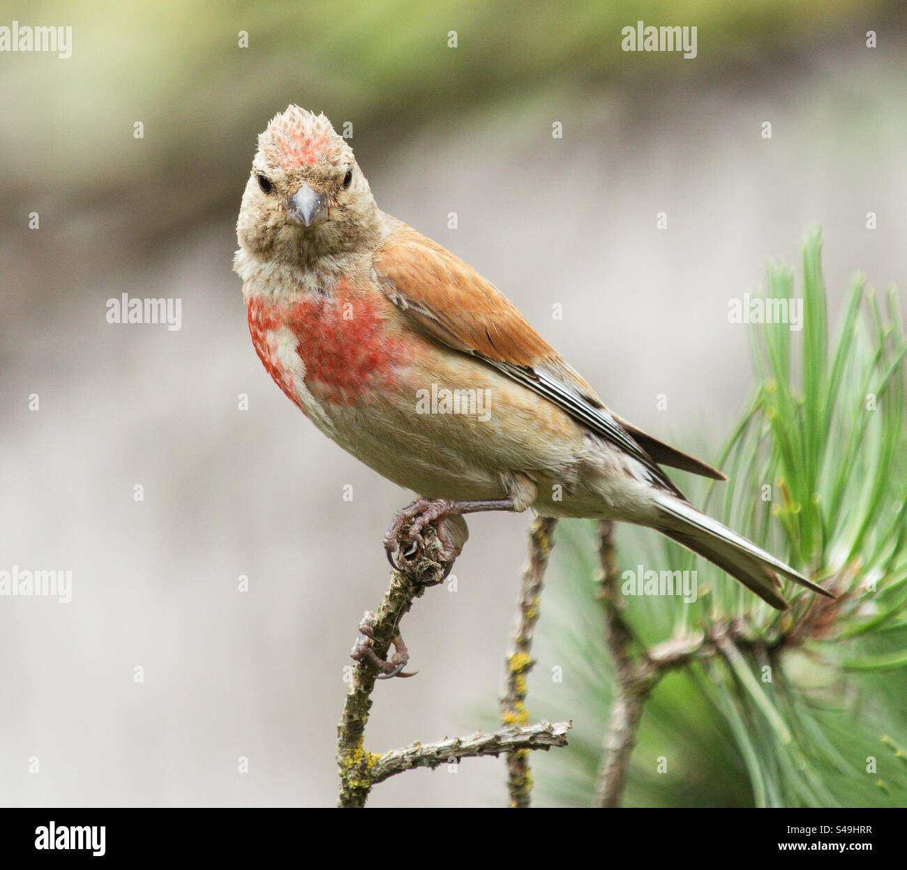 Linnet comune (Linaria cannabina) Foto Stock