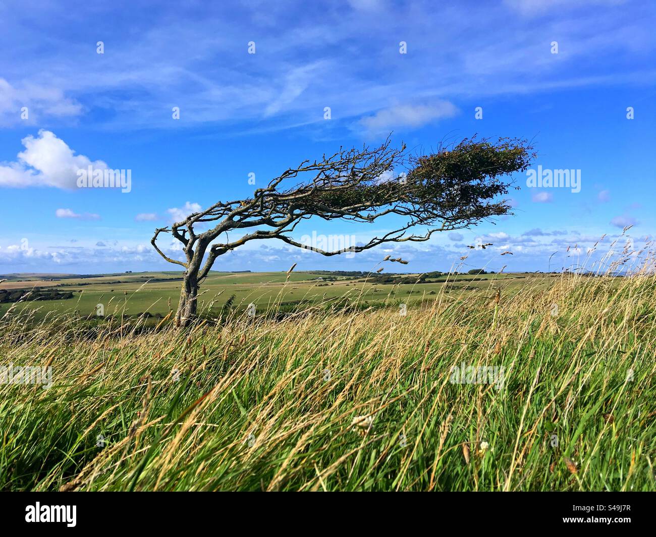 Albero sul prato Foto Stock