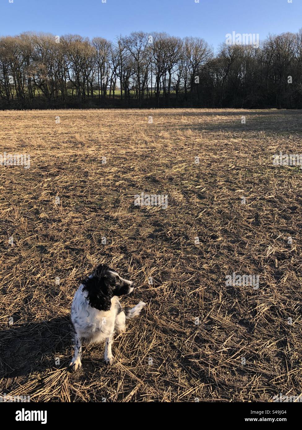 Cocker spaniel in un campo a gennaio, North Yorkshire, Inghilterra, Regno Unito - Immagine stock catturata con smartphone