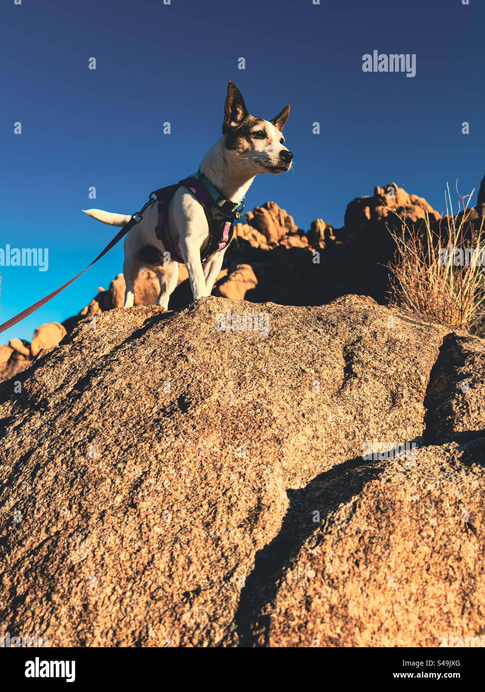 Vista ad angolo basso di un piccolo cane in piedi su una grande roccia nel deserto della California con il cielo blu sopra. - Immagine stock catturata con smartphone