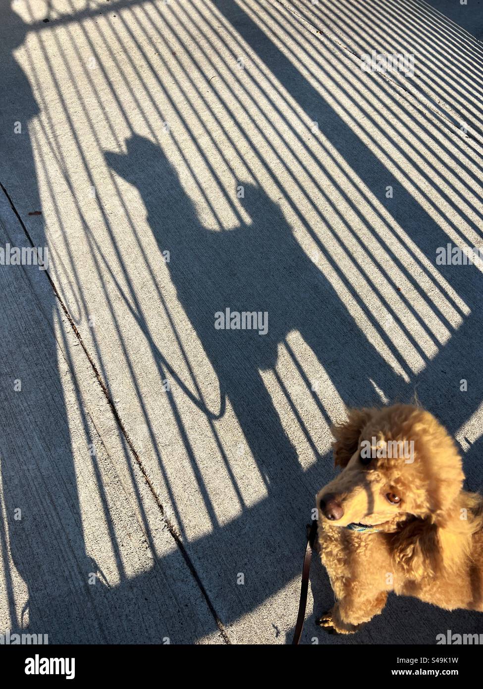 Ombre di ringhiere, barboncino in miniatura e persona al mattino presto Foto Stock