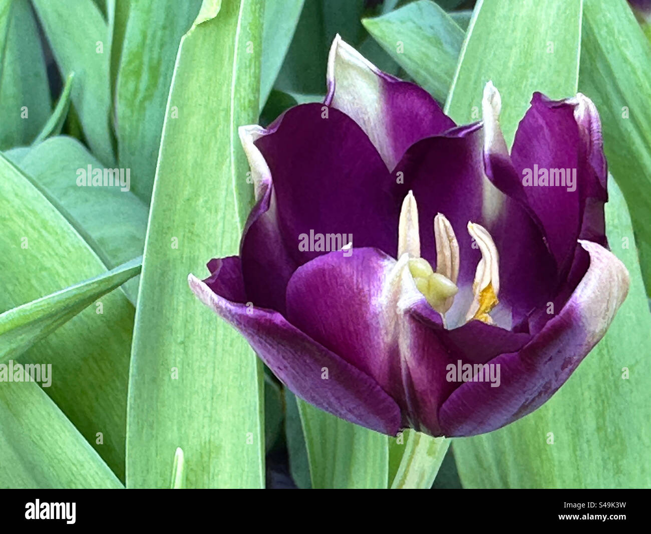 Un primo piano di un tulipano viola in primavera. Foto Stock